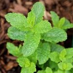 Mentha Spearmint 12cm Pot