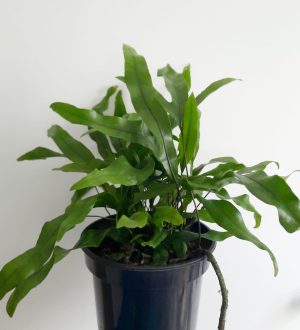 Kangaroo Fern 19cm Pot