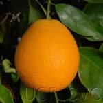 Midknight Valentia Orange Tree 10lt