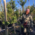 Sideroxylon Inerme 100lt