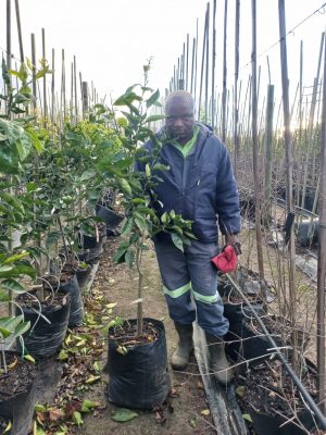 Minneola Citrus Tree 40lt