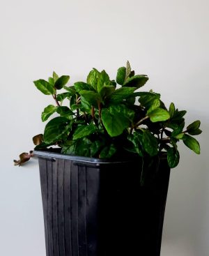 Mint Garden 10.5cm Pot