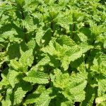 Mint Garden 20cm Hanging Basket