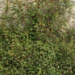 Muehlenbeckia-Complexa-12cm-Pot.jpg Muehlenbeckia Complexa 12cm Pot