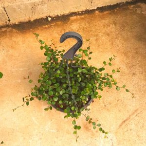 Muehlenbeckia Complexa 20cm Hanging Basket