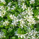 Murraya Exotica (Orange Jasmine) 26cm Pot