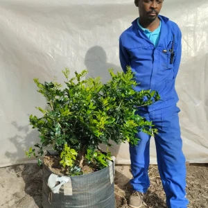 Murraya-exotica.webp Murraya Exotica (Orange Jasmine) 70lt