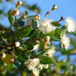Myrtus Communis 12cm Pot