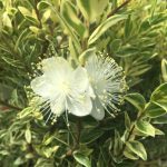 Myrtus Communis Variegated 10lt Ball