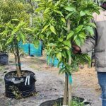Naartjie Clementine Tree 70lt