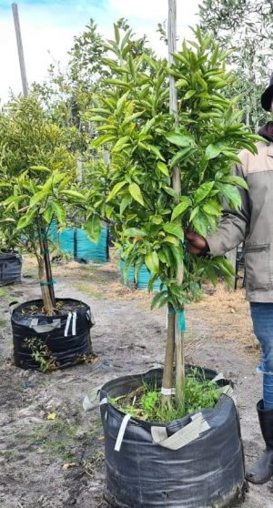 Naartjie Clementine Tree 70lt