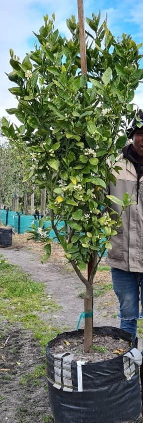 Naartjie Novelty Tree 70lt