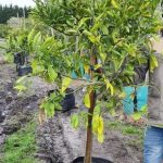 Naartjie Satsuma Tree 70lt