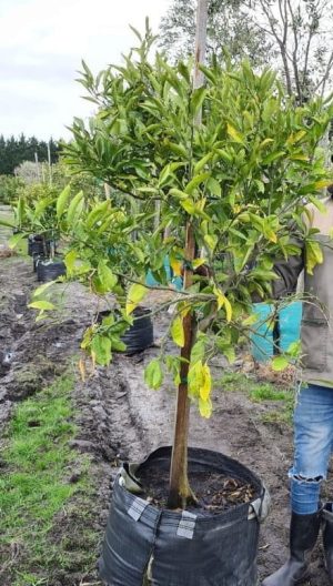 Naartjie Satsuma Tree 70lt