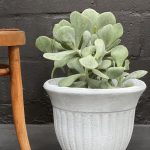 Nancy Garden Pot