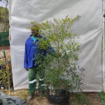 Nandina Domestica 70lt