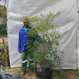 Nandina-domestica-70lt-RH.webp Nandina Domestica 70lt