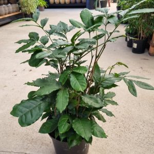 Natal Mahogany 25cm Pot