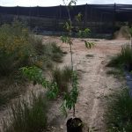 Nectarine Mayglo 10lt