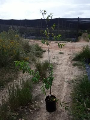 Nectarine Mayglo 10lt