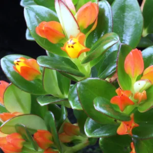 Nematanthus Gregaruis 20cm Hanging Basket