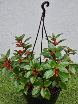 Nematanthus-HB.jpeg Nemanthus 20cm Hanging Basket