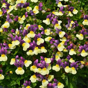 Nemesia Blueberry Custard 14cm Pot