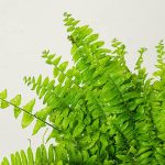 Nephrolepis-Blue-Bell-Fern.jpg Nephrolepis Blue Bell Fern