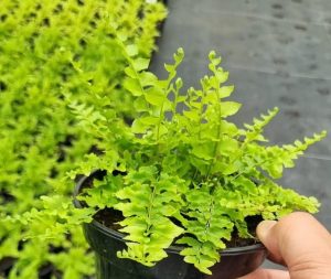 Nephrolepis Murano Fern 14cm Pot