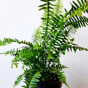 Sword Fern 19cm Pot