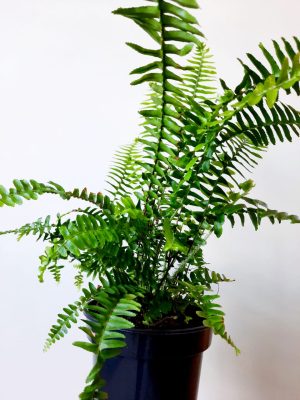 Sword Fern 19cm Pot