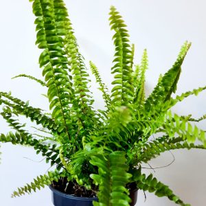 Nephrolepsis-Montana-14cm.jpeg Nephrolepis Montana 19cm Pot