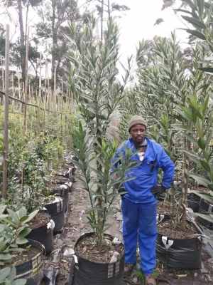 Nerium Oleander Double Pink 70lt