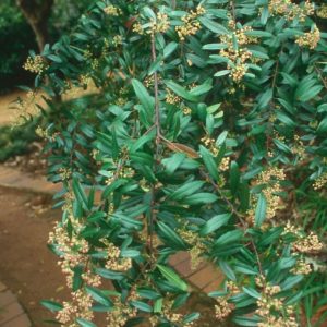 Noltea-africana-Dwarf-12cm.jpg Noltea fricana Dwarf 12cm Pot