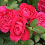 Not Simply Pink Rose STD 90cm