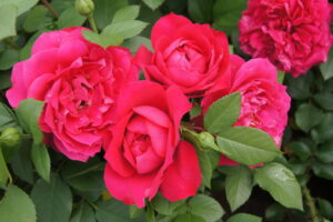 Not Simply Pink Rose STD 90cm