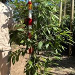 Nuxia floribunda Tree 20lt