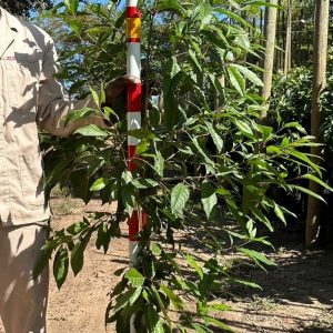 Nuxia floribunda Tree 20lt