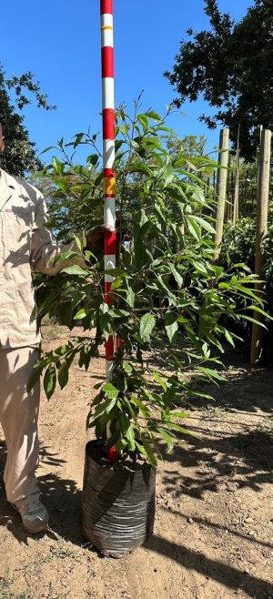 Nuxia floribunda Tree 20lt