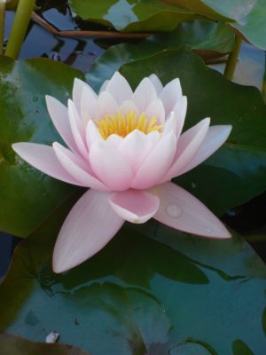 Nymphaea Marliacea Rosea 16cm Pot