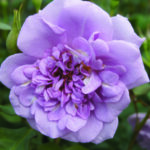 Ocean in Motion Panarosa Rose 5lt