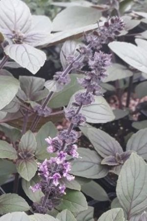 Ocimum Kilimandscharicum 17cm Pot