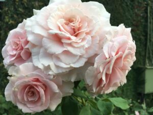 Odette Rose 5lt