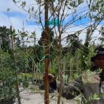 Frantoio Olive Tree 70lt