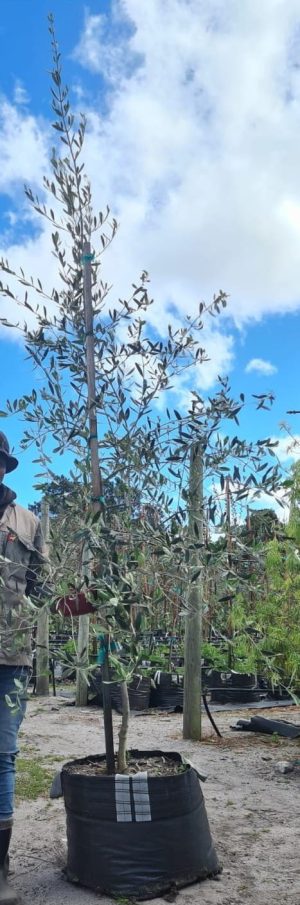 Kalamata Olive Tree 70lt