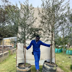 Olea-africana-125lt.webp Olea Africana 125lt