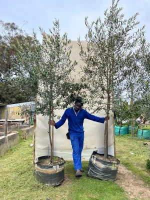 Olea Africana 125lt