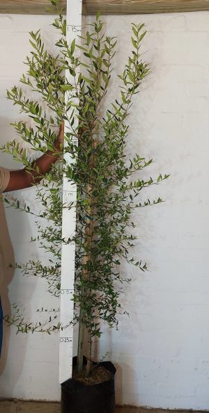 Olea Africana 20lt