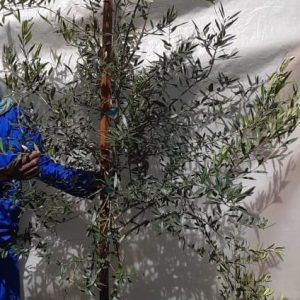 Olea-africana-70lt-RH_jfif.jpg Olea Africana 70lt