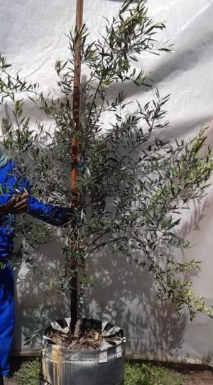 Olea Africana 70lt